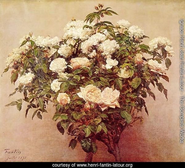 Rose Trees - White Roses